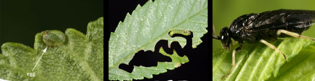 Elm Zigzag Sawfly. Photo credit, New York State department of Agriculture and Markets