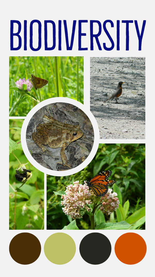Biodiversity graphic showing insects, birds, and amphibians.