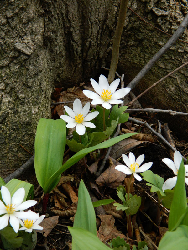 Bloodroot (Sanguinaria canadensis) and Ramps (Allium tricoccum) - Photo by K. Burkard