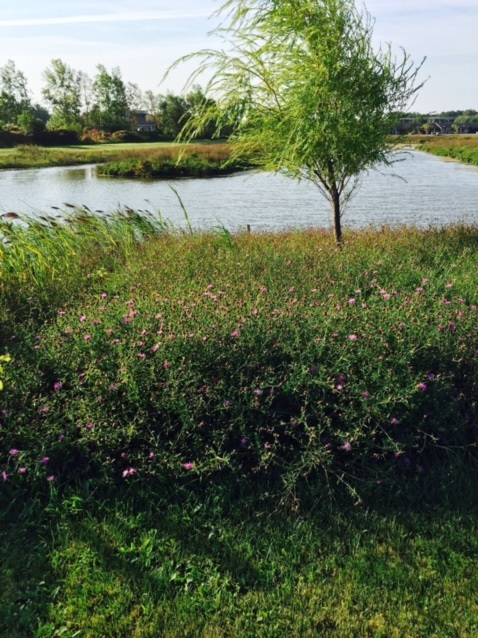 Example of Proper Stormwater Pond Management Practices