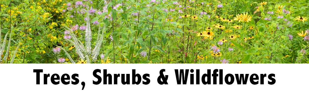 ECB Resources - Trees, Shrubs, and Wildflowers